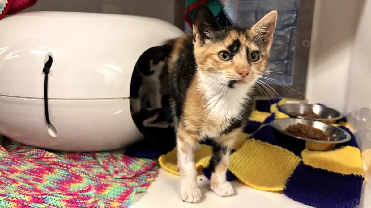 Maisy, female puppy mixed breed for adoption at Battersea Dogs & Cats Home, London