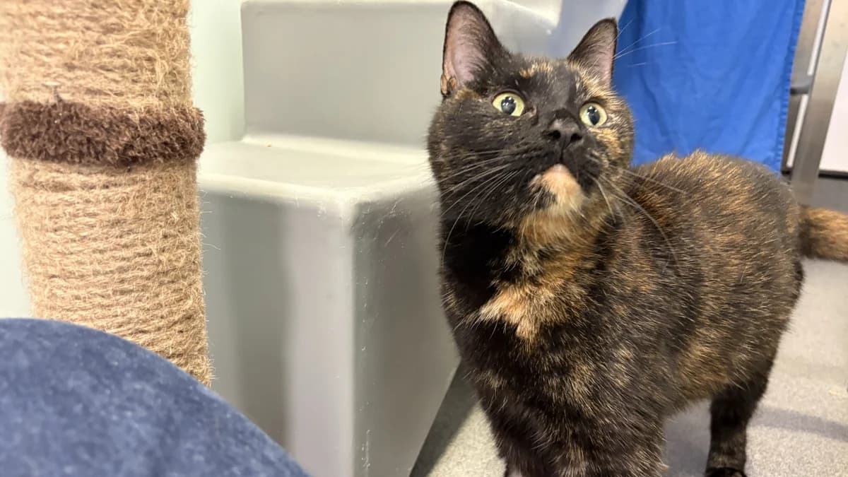 Mali, female 5yo mixed breed for adoption at Battersea Dogs & Cats Home, London