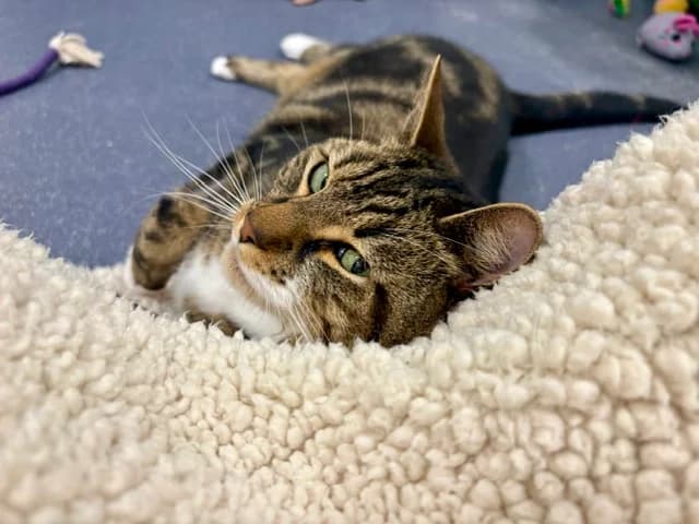 Marley, male 7yo mixed breed for adoption at Battersea Dogs & Cats Home, London