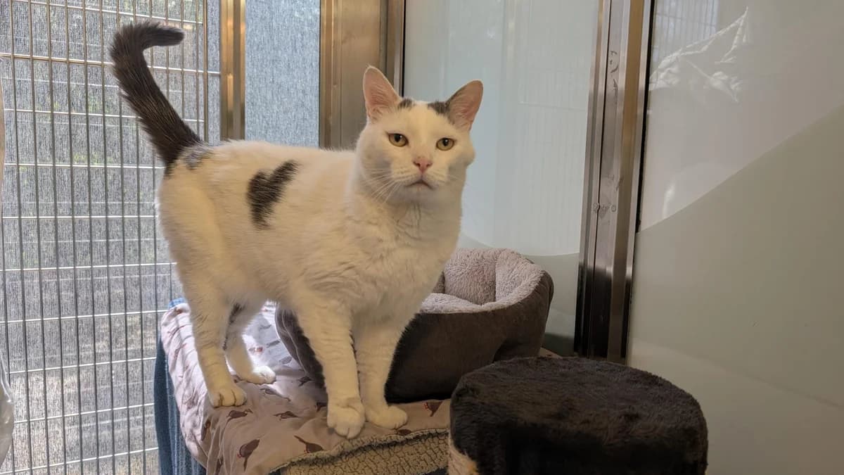 Marley, male 7yo mixed breed for adoption at Battersea Dogs & Cats Home, London