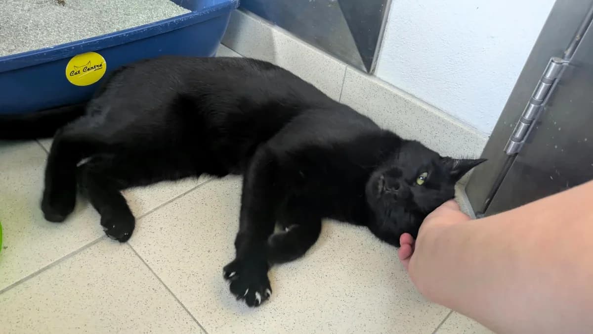 Marshall, male young mixed breed for adoption at Battersea Dogs & Cats Home, London