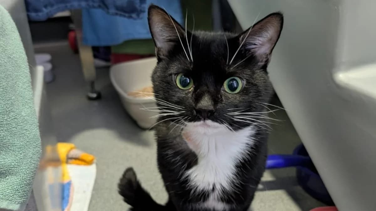 Maurice, male 4yo mixed breed for adoption at Battersea Dogs & Cats Home, London