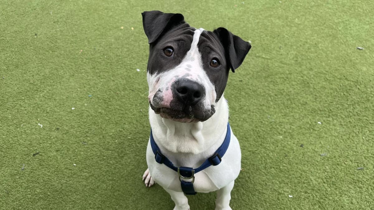 Medusa, female puppy mixed breed for adoption at Battersea Dogs & Cats Home, London