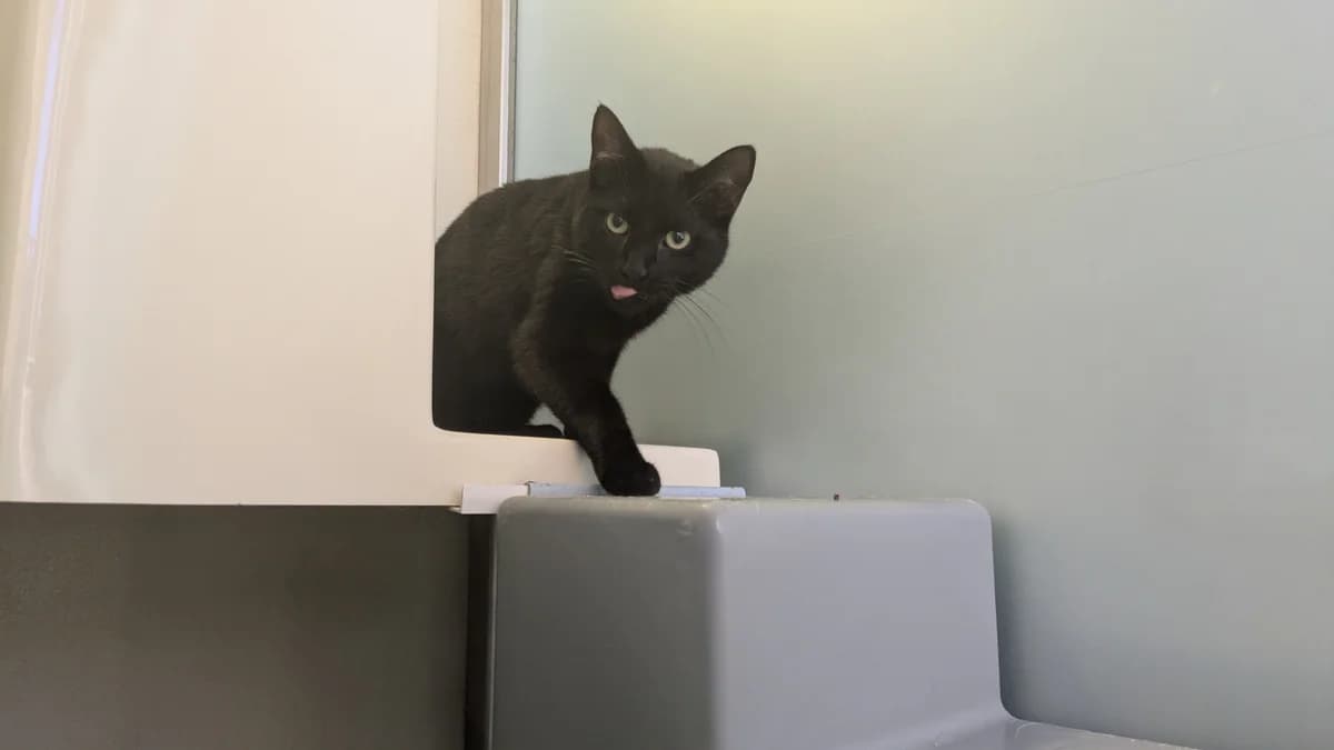 Melon, male young mixed breed for adoption at Battersea Dogs & Cats Home, London
