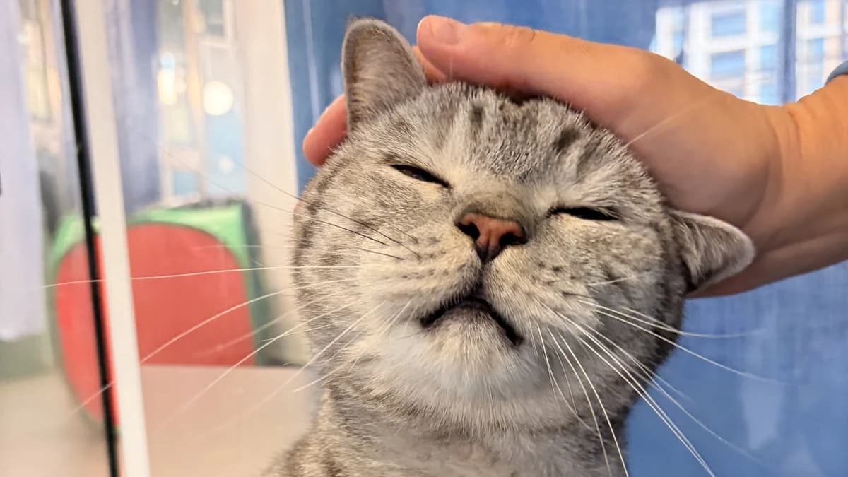 Merlin, male senior British Shorthair for adoption at Battersea Dogs & Cats Home, London
