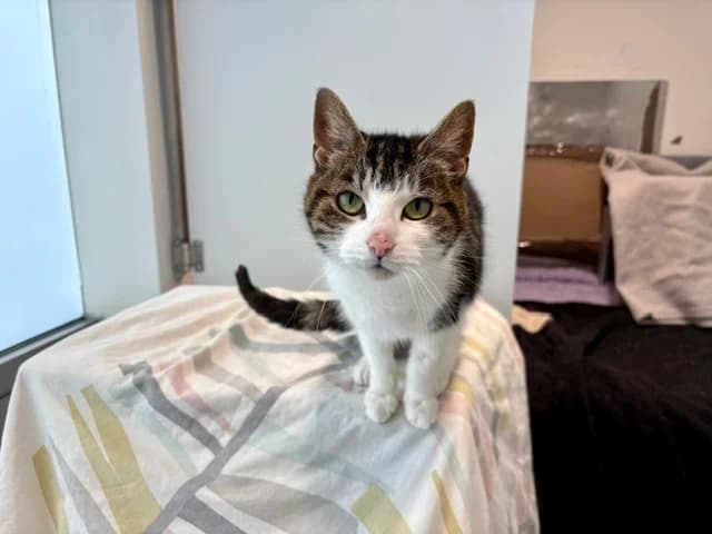 Mia, female senior mixed breed for adoption at Battersea Dogs & Cats Home, London