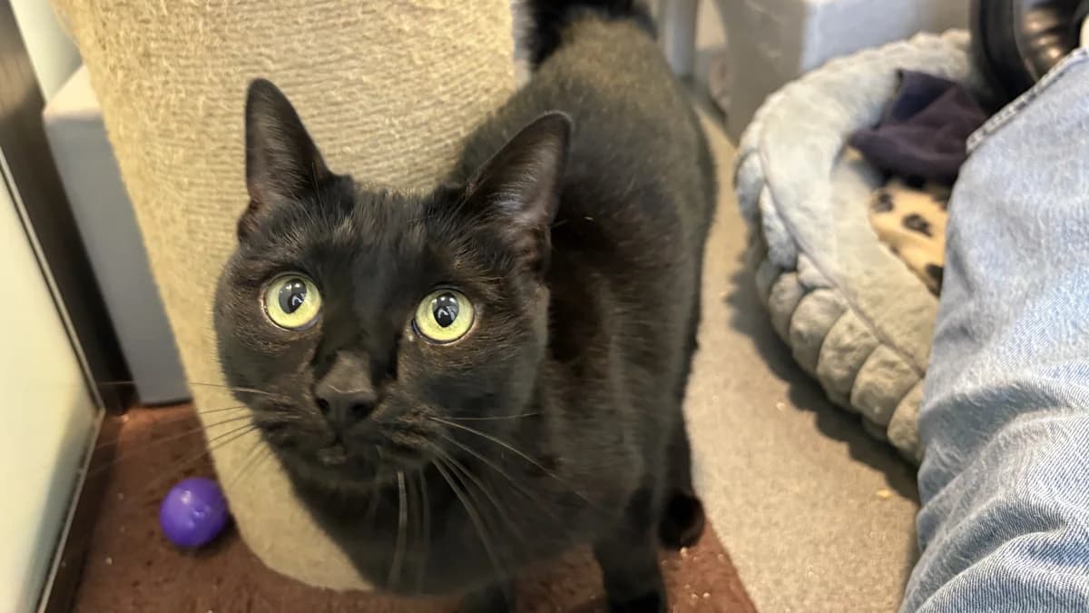 Mia, female 5yo mixed breed for adoption at Battersea Dogs & Cats Home, London