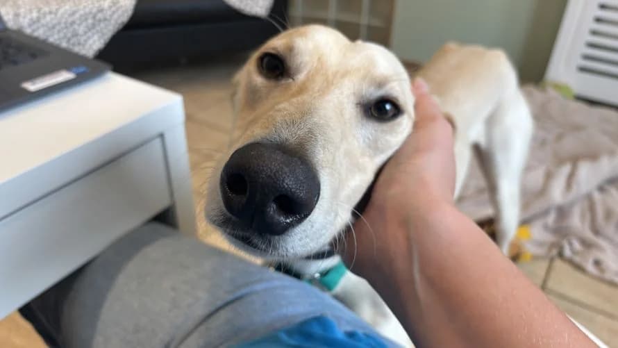 Michael, male young Lurcher for adoption at Battersea Dogs & Cats Home, London