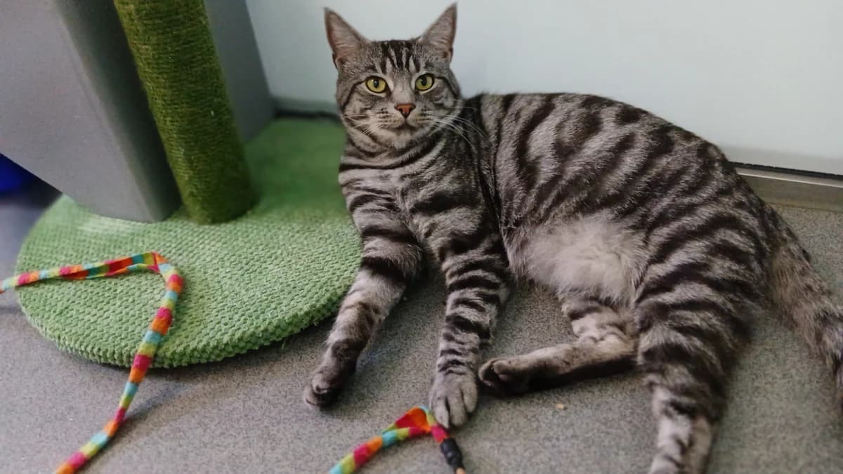 Miguel, male young mixed breed for adoption at Battersea Dogs & Cats Home, London