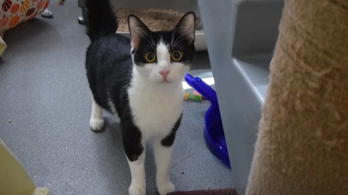 Milano, male young mixed breed for adoption at Battersea Dogs & Cats Home, London