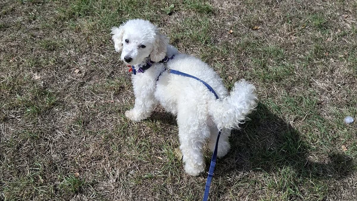 Milo, male 5yo Poodle for adoption at Battersea Dogs & Cats Home, London