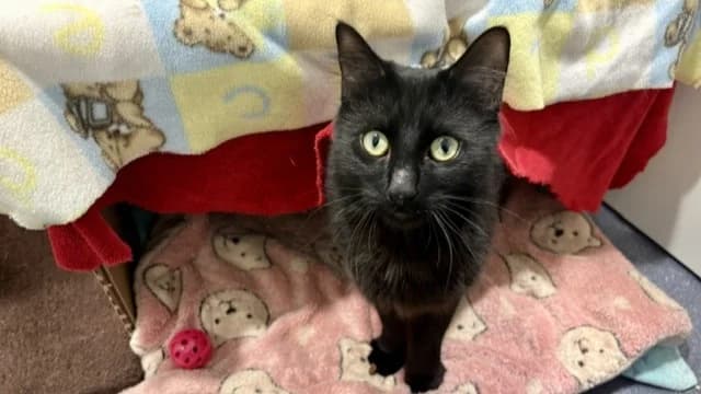 Milo, male young mixed breed for adoption at Battersea Dogs & Cats Home, London
