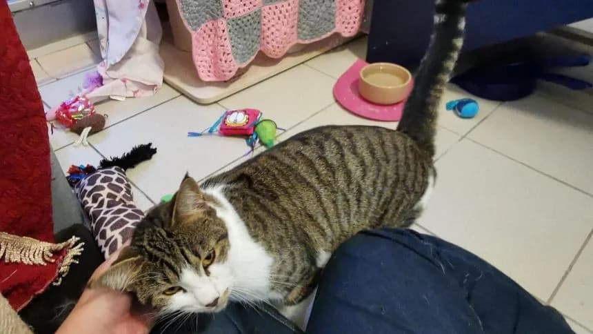 Misty, female young mixed breed for adoption at Battersea Dogs & Cats Home, London