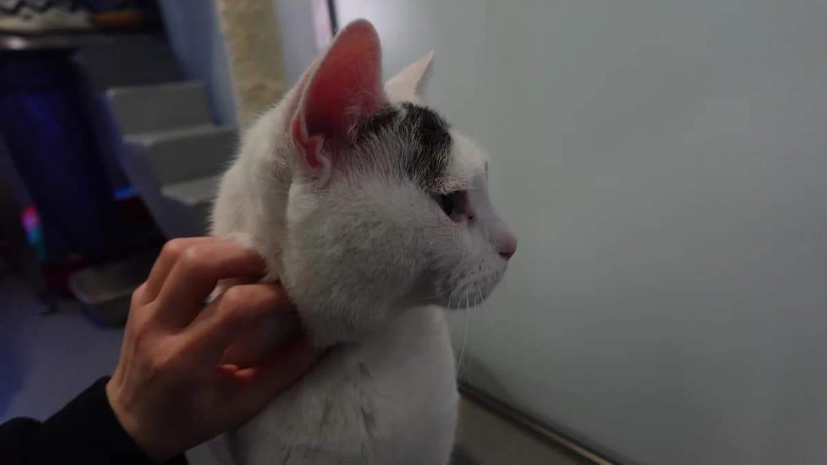 Mittens, female senior mixed breed for adoption at Battersea Dogs & Cats Home, London
