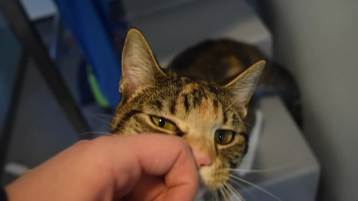 Mona, female puppy mixed breed for adoption at Battersea Dogs & Cats Home, London