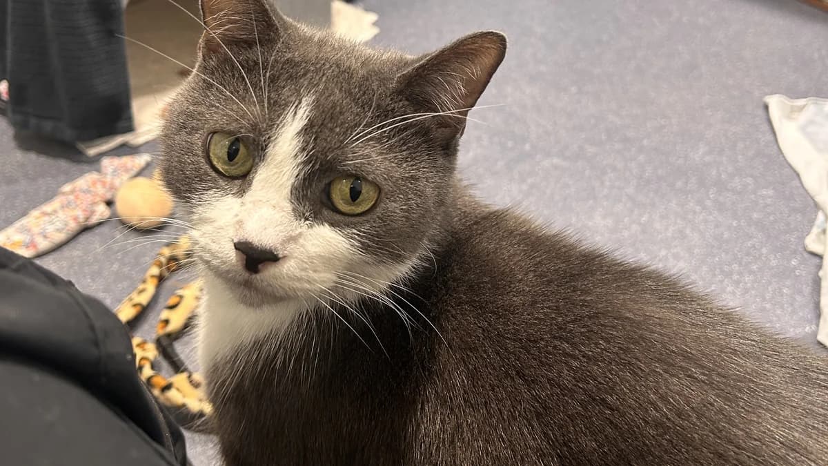 Montgomery, male 5yo mixed breed for adoption at Battersea Dogs & Cats Home, London