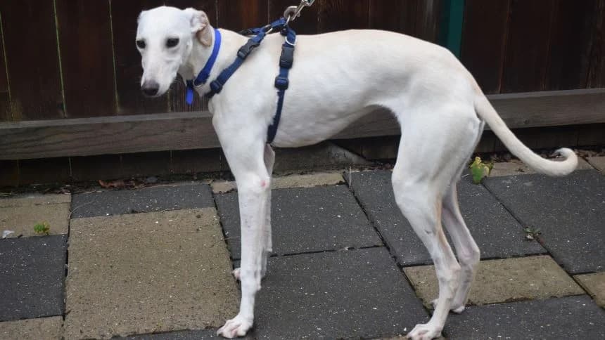 Mouse, female young Lurcher for adoption at Battersea Dogs & Cats Home, London