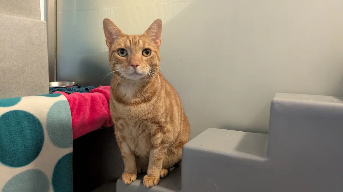 Mr G, male senior mixed breed for adoption at Battersea Dogs & Cats Home, London