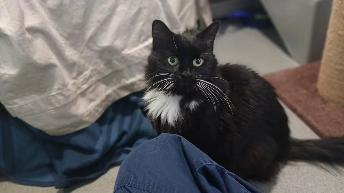 Mummy Griffith, female 4yo mixed breed for adoption at Battersea Dogs & Cats Home, London