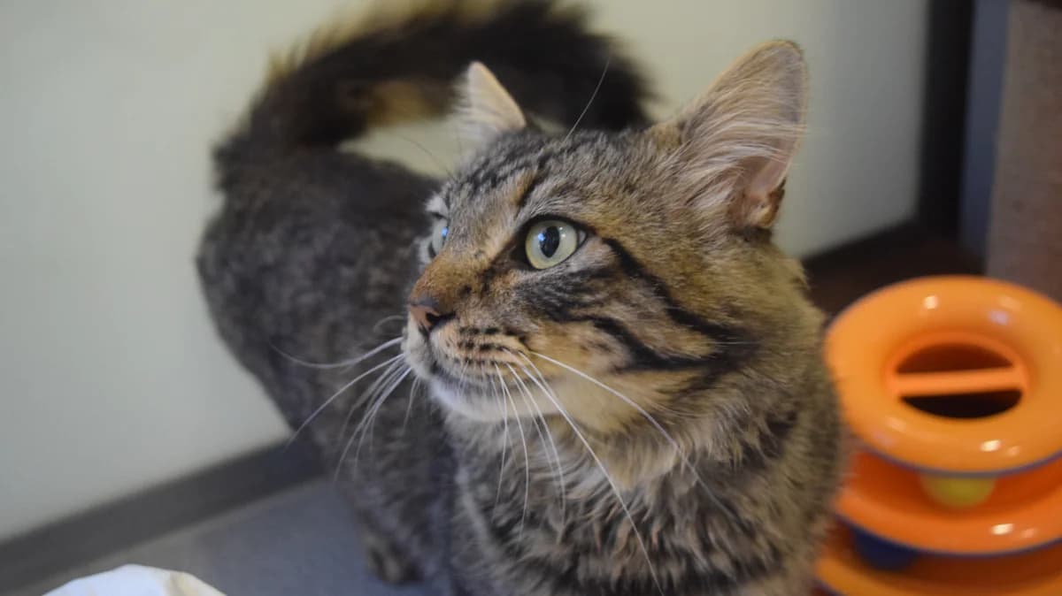 Munchkin, male 3yo mixed breed for adoption at Battersea Dogs & Cats Home, London