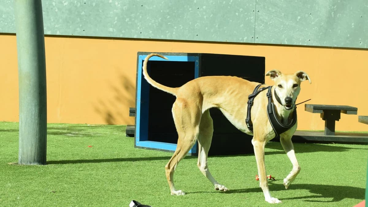 Muriel, female young Lurcher for adoption at Battersea Dogs & Cats Home, London