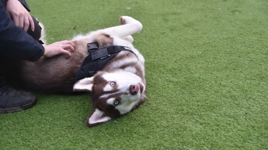 Nala, female 3yo Husky for adoption at Battersea Dogs & Cats Home, London