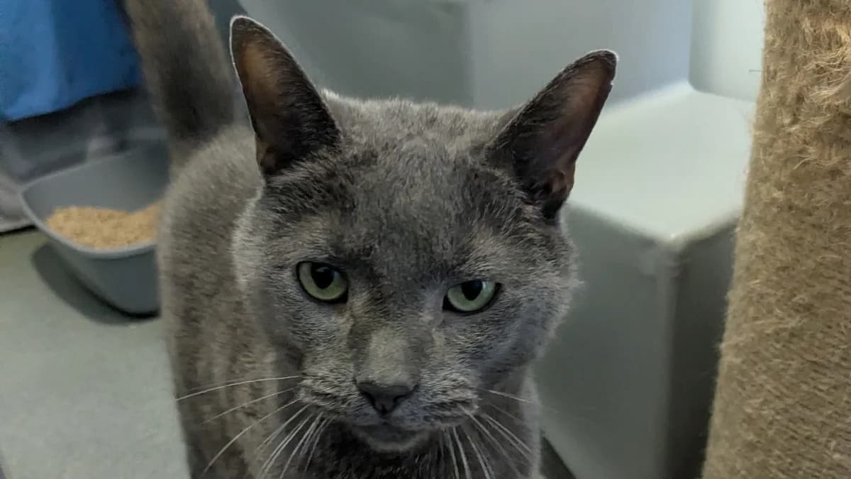 Navy, male senior mixed breed for adoption at Battersea Dogs & Cats Home, London