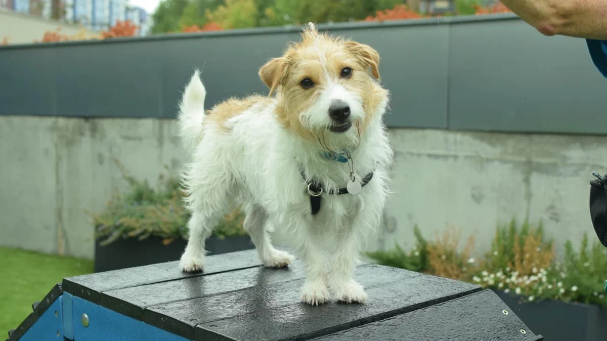 Nelson, male 3yo mixed breed for adoption at Battersea Dogs & Cats Home, London