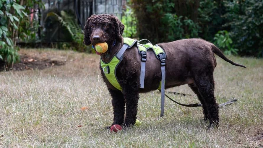 Niamh, female 3yo mixed breed for adoption at Battersea Dogs & Cats Home, London