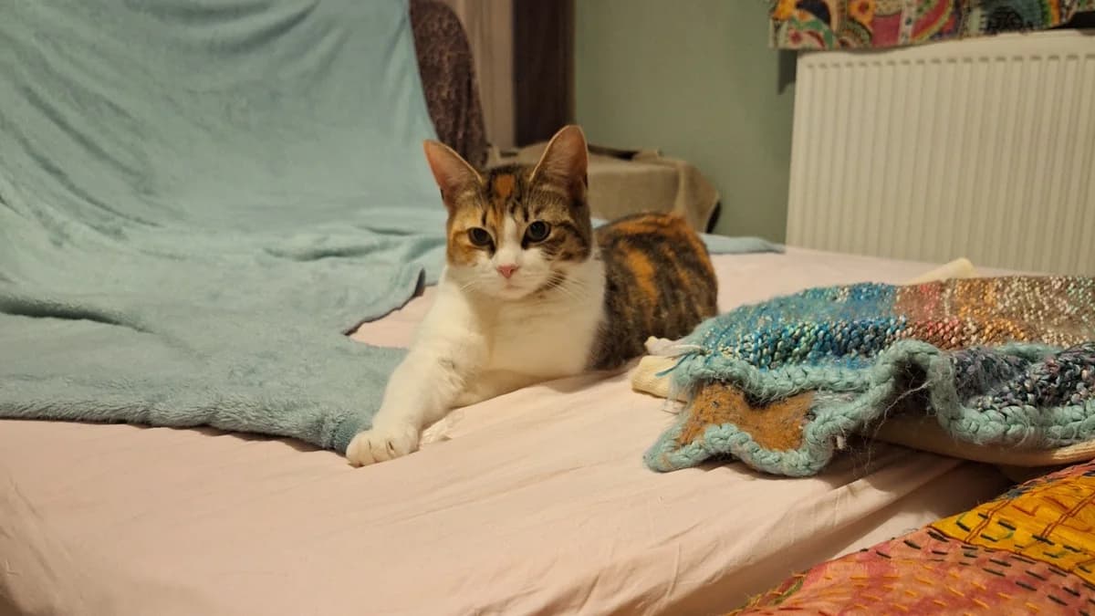 Nisa, female 4yo mixed breed for adoption at Battersea Dogs & Cats Home, London