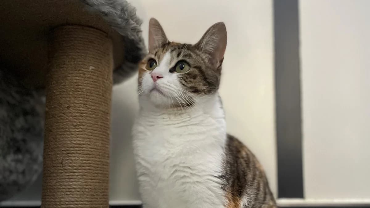 Nisa, female 4yo mixed breed for adoption at Battersea Dogs & Cats Home, London