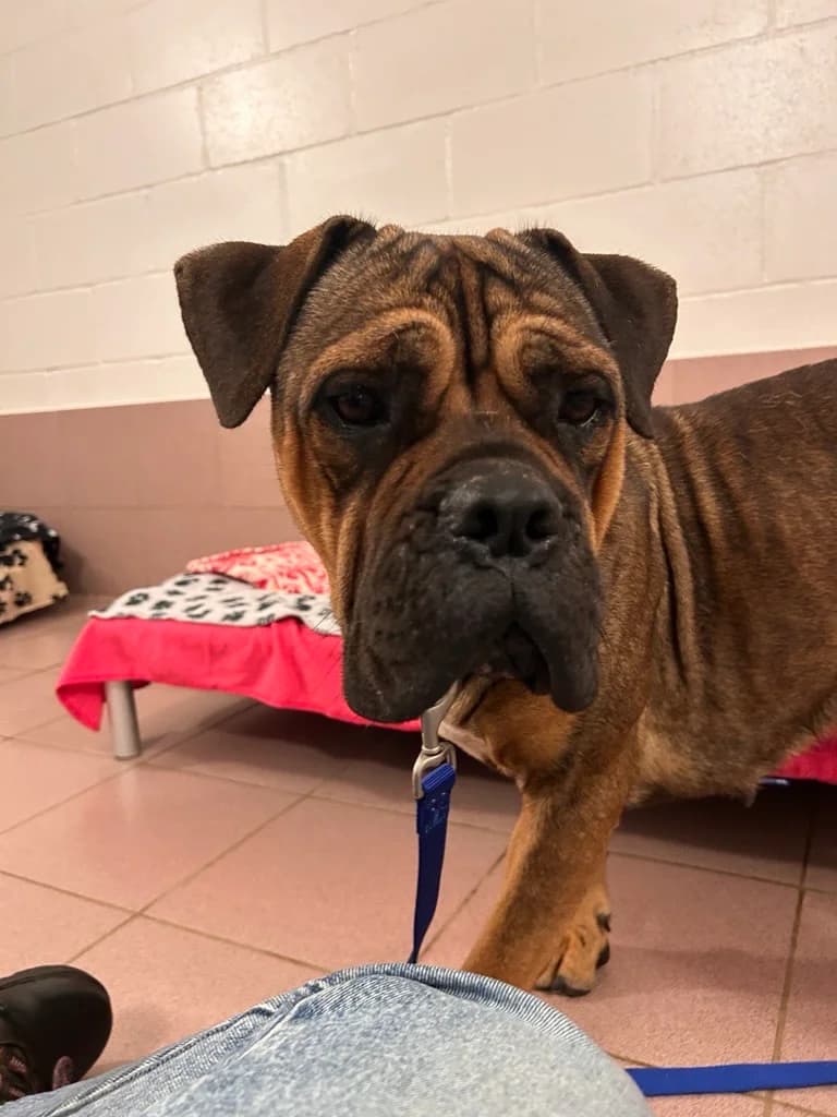 Nutmeg, female young Mastiff for adoption at Battersea Dogs & Cats Home, London