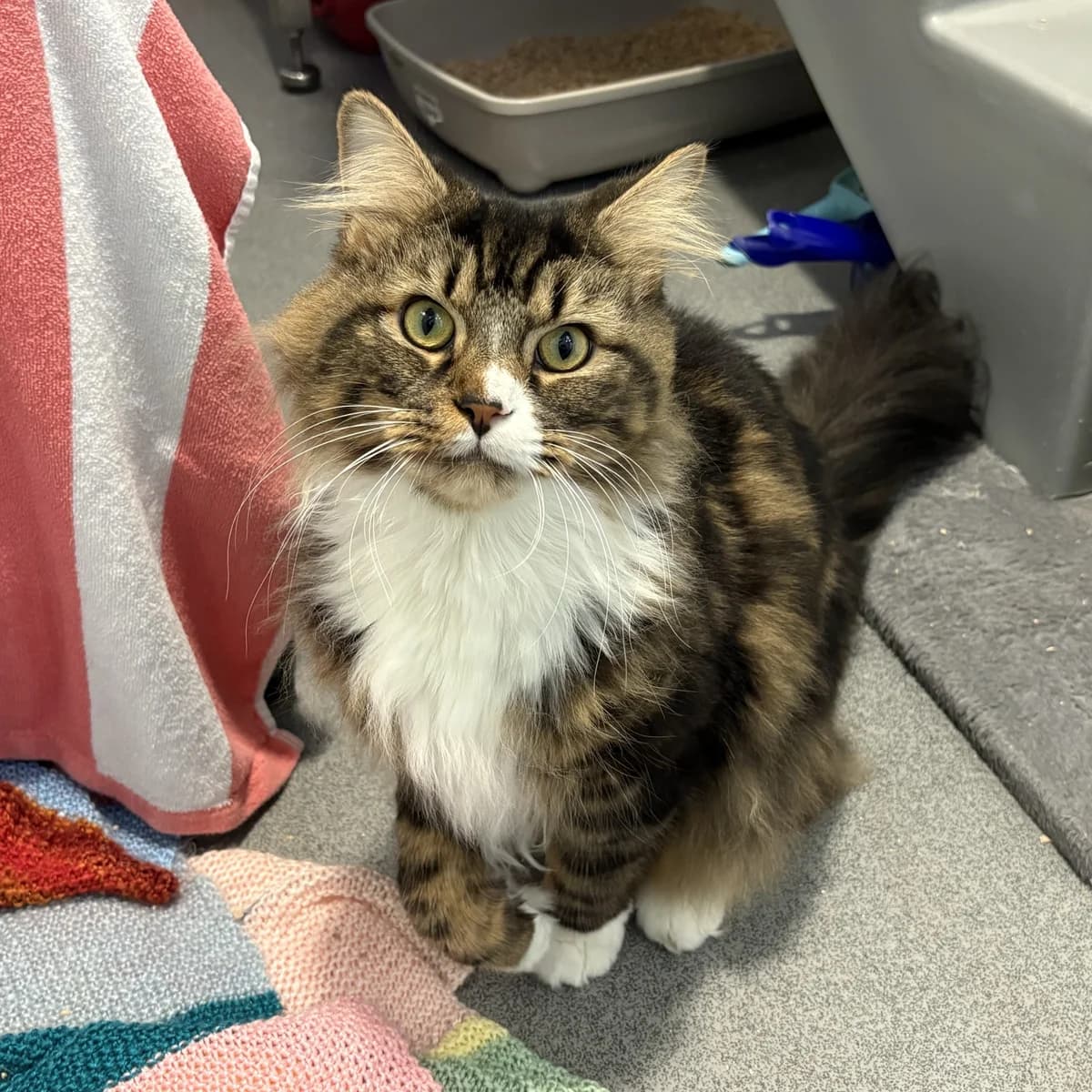 Olive, male 4yo mixed breed for adoption at Battersea Dogs & Cats Home, London