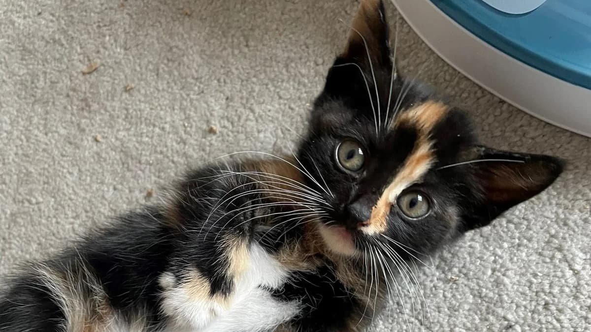Opal, female puppy mixed breed for adoption at Battersea Dogs & Cats Home, London
