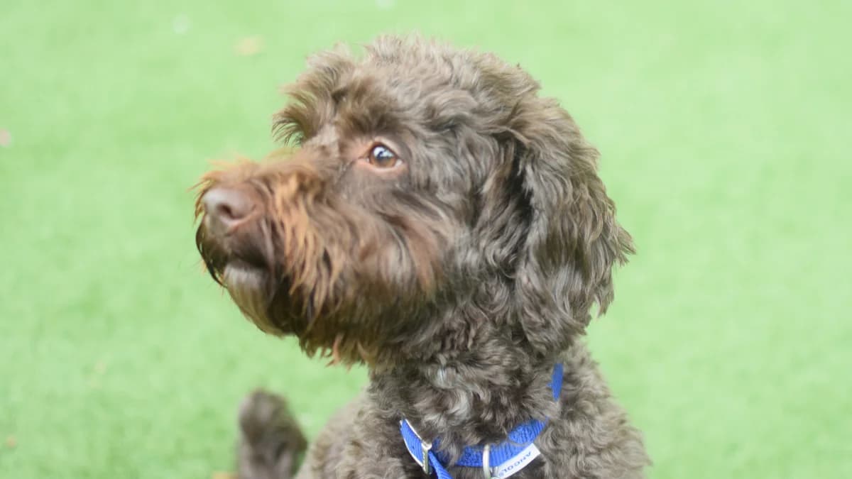 Oreo, female 3yo Cockapoo for adoption at Battersea Dogs & Cats Home, London