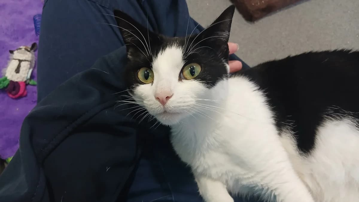 Oreo, female young mixed breed for adoption at Battersea Dogs & Cats Home, London