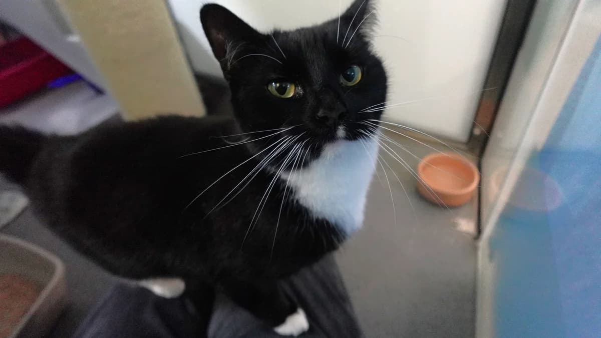 Orla, female young mixed breed for adoption at Battersea Dogs & Cats Home, London