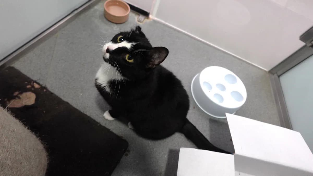 Paddy, male young mixed breed for adoption at Battersea Dogs & Cats Home, London