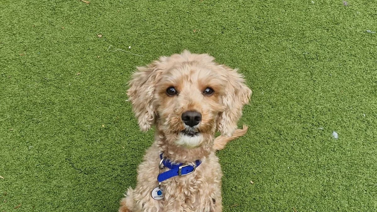 Parker, male 5yo Cavapoo for adoption at Battersea Dogs & Cats Home, London