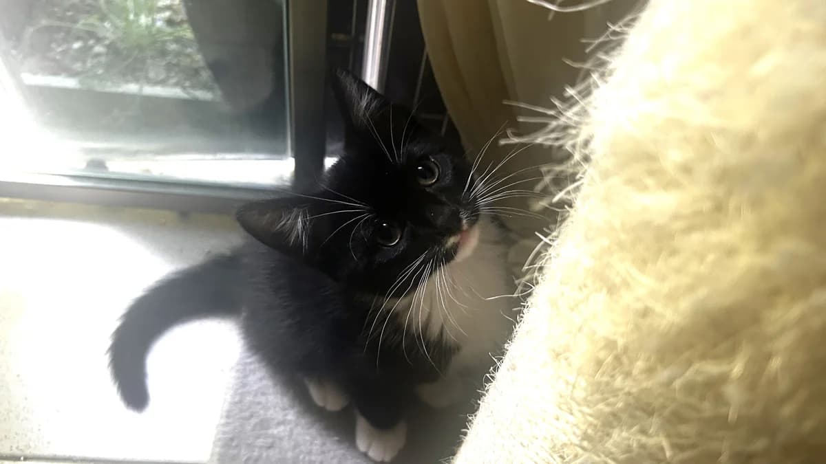 Paska, male puppy mixed breed for adoption at Battersea Dogs & Cats Home, London