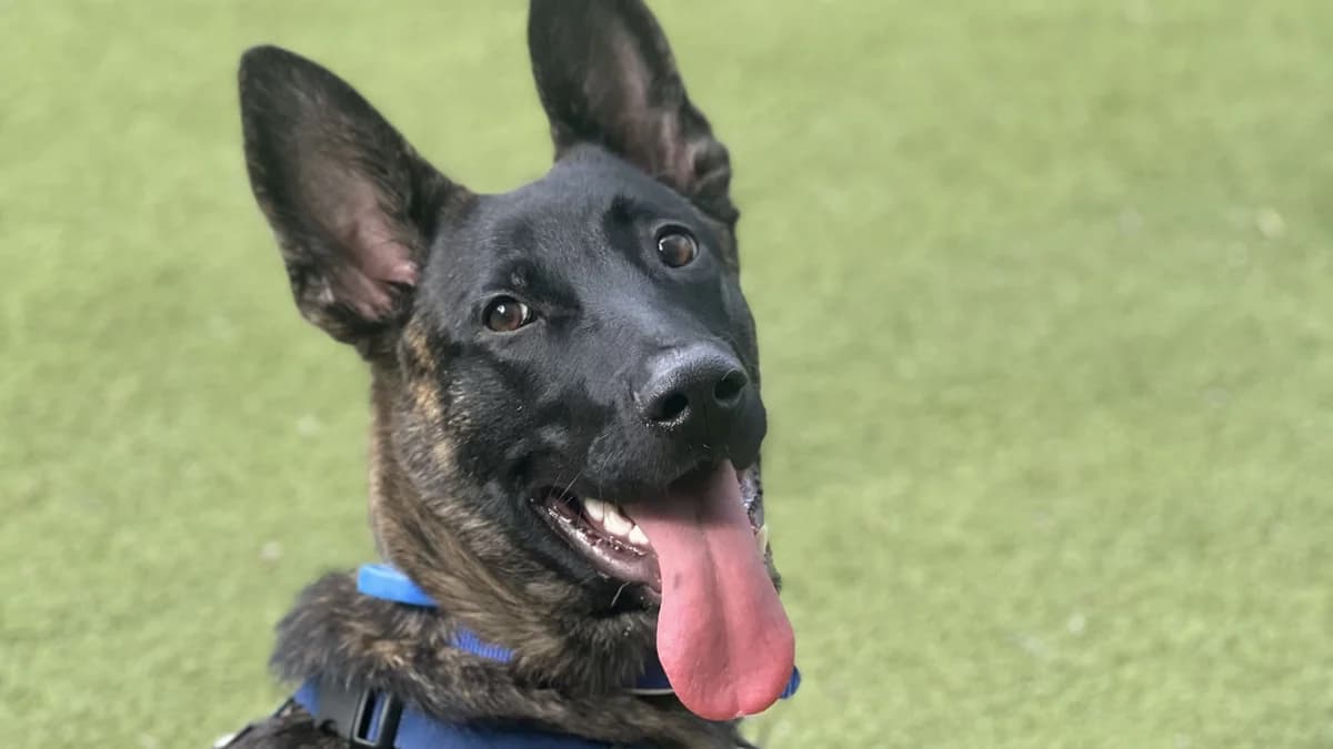 Patch, male puppy Dutch Shepherd for adoption at Battersea Dogs & Cats Home, London