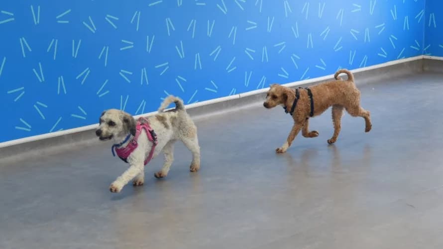 Peach (& Pear) - BOW DOG, female Poodle for adoption at Battersea Dogs & Cats Home, London