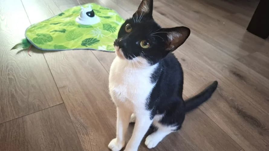 Peanut, female young mixed breed for adoption at Battersea Dogs & Cats Home, London