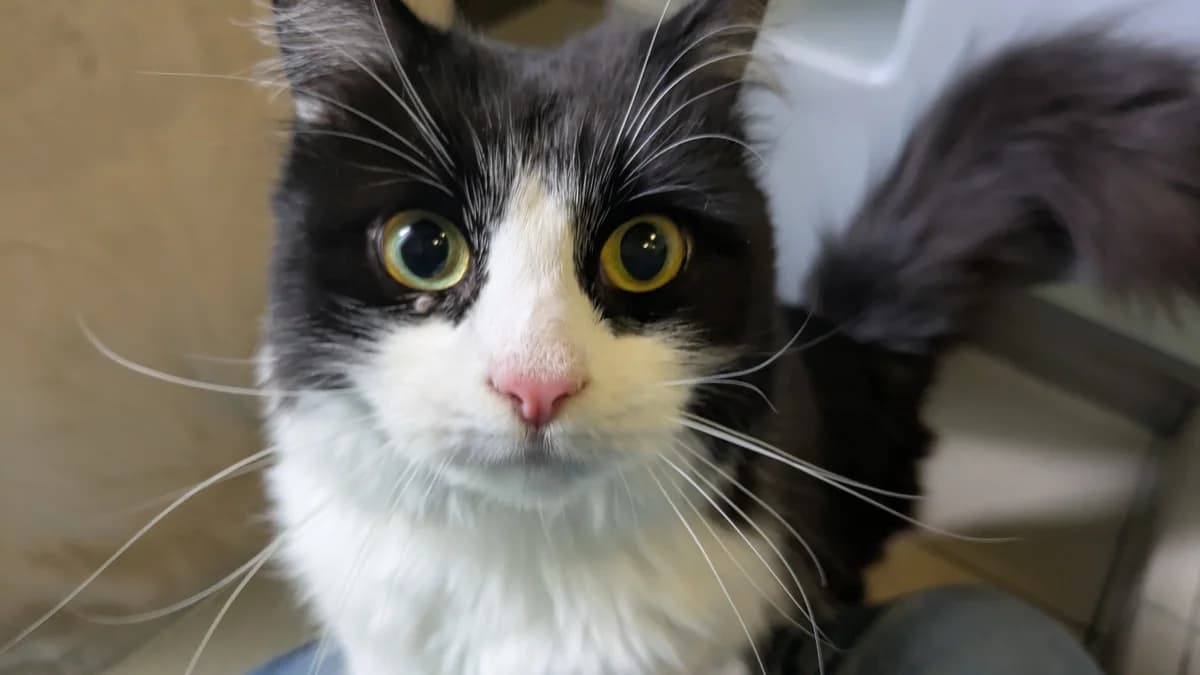 Pebbles, female 3yo mixed breed for adoption at Battersea Dogs & Cats Home, London