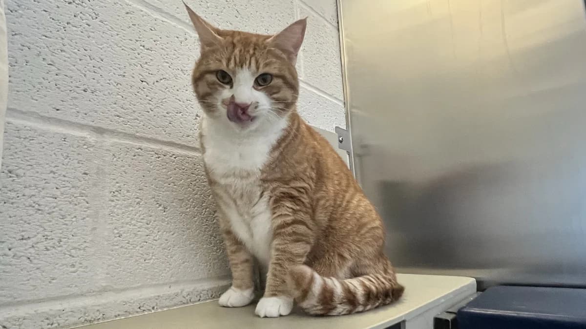 Pecan, male 4yo mixed breed for adoption at Battersea Dogs & Cats Home, London