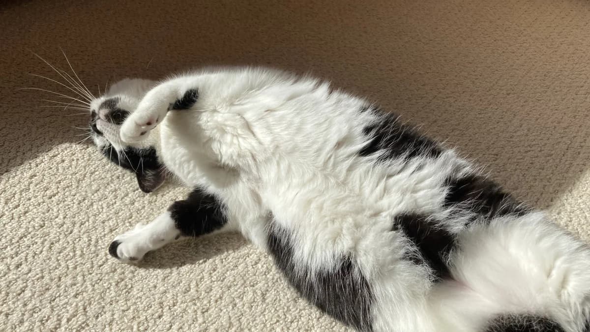 Pepper, female 6yo mixed breed for adoption at Battersea Dogs & Cats Home, London