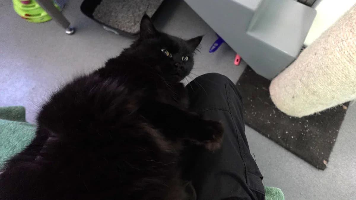 Pepsi-Max, male young mixed breed for adoption at Battersea Dogs & Cats Home, London