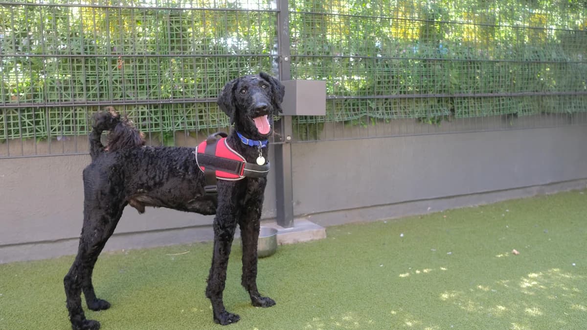 Percy, male puppy Poodle for adoption at Battersea Dogs & Cats Home, London