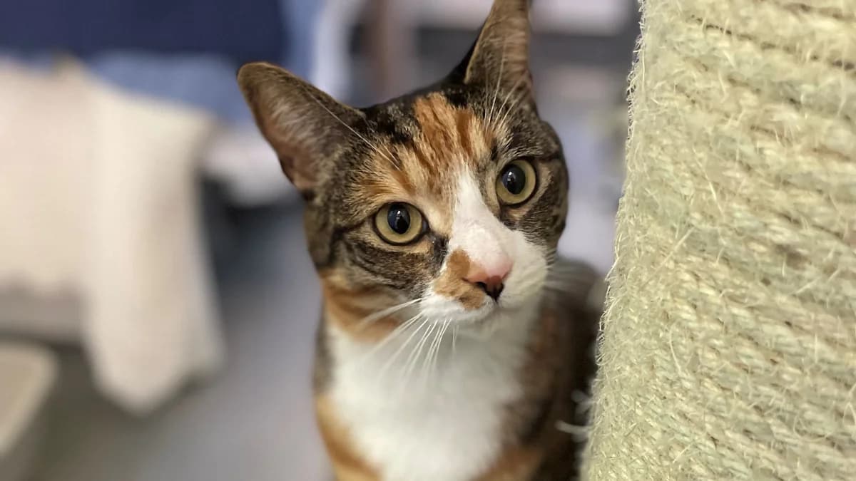 Petra, female 4yo mixed breed for adoption at Battersea Dogs & Cats Home, London