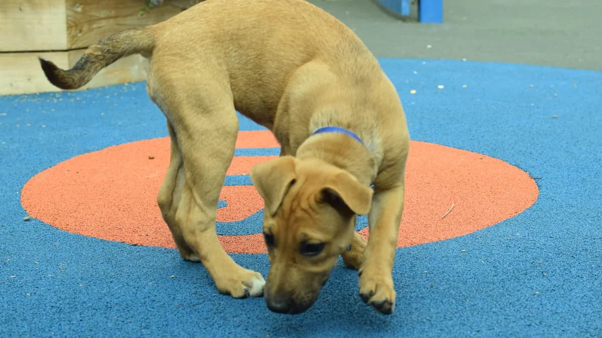 Petrie, female puppy Belgian Shepherd for adoption at Battersea Dogs & Cats Home, London